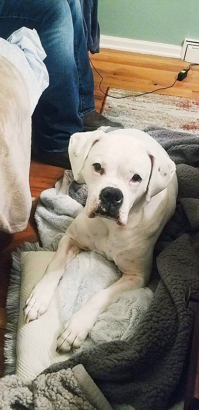 Marley is registered to the contest to win money with this photo: canidae, carnivore, comfort, companion_dog, denim, dog, dog_breed, jeans, linens, mammal, retriever, sculpture, snout, sporting_group, working_animal, working_dog