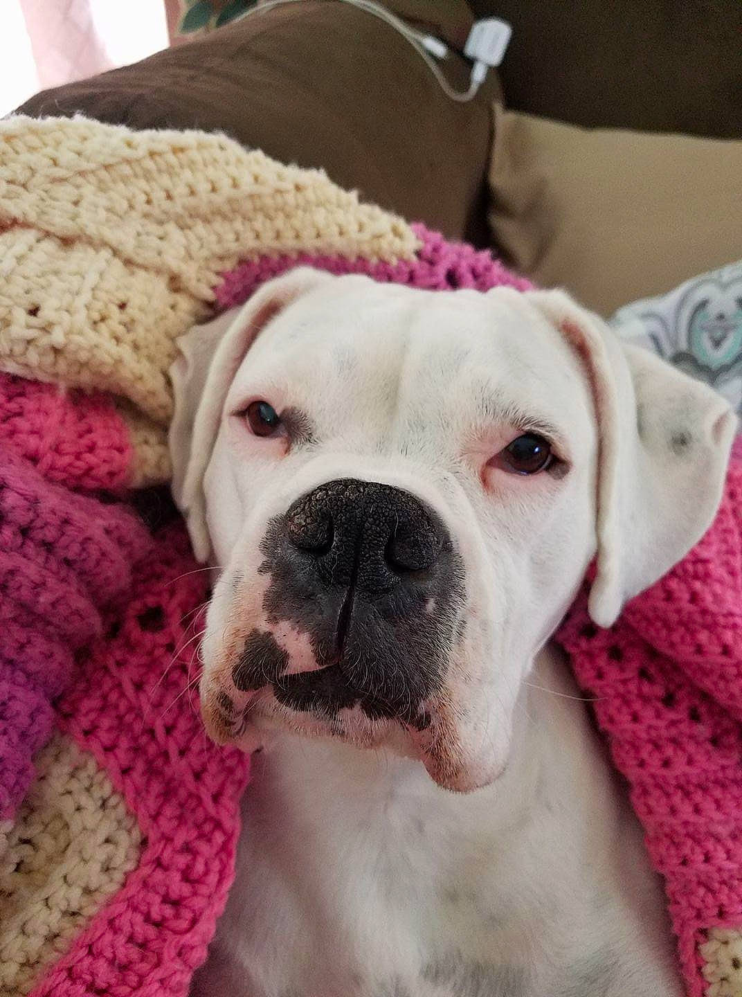 Marley joined the competition — help win amazing prizes! canidae, carnivore, companion_dog, craft, creative_arts, crochet, dog, dog_breed, fawn, knitting, pet_supply, snout, sporting_group, textile, thread, whiskers, wool, woolen, working_animal, working_dog