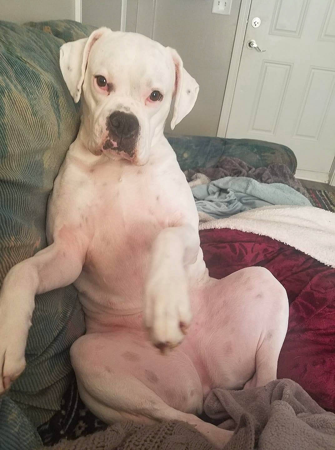 Marley is registered to the contest to win money with this photo: bed, cabinetry, canidae, carnivore, chest_of_drawers, companion_dog, dog, dog_breed, dog_supply, dogo_guatemalteco, door, fawn, home_door, linens, non_sporting_group, pet_supply, snout, sporting_group, working_animal, working_dog