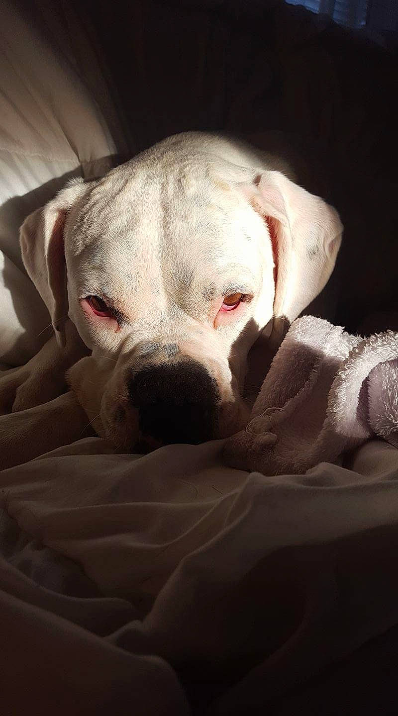 Marley joined the competition — help win amazing prizes! canidae, carnivore, companion_dog, cordoba_fighting_dog, dog, dog_breed, dogo_argentino, dogo_guatemalteco, fawn, linens, molosser, non_sporting_group, snout, sporting_group, working_animal, working_dog