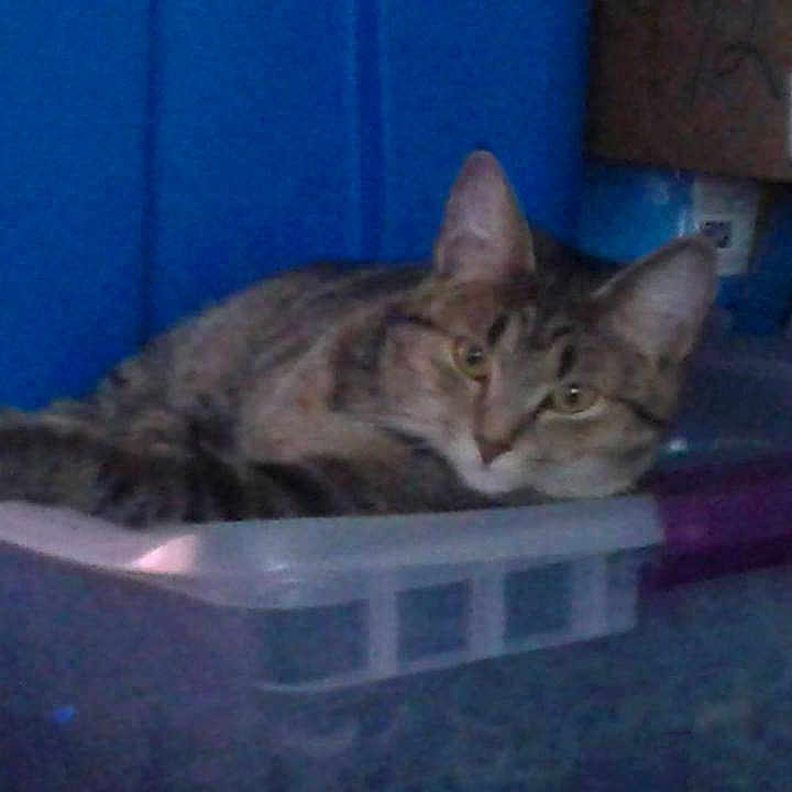 Precious