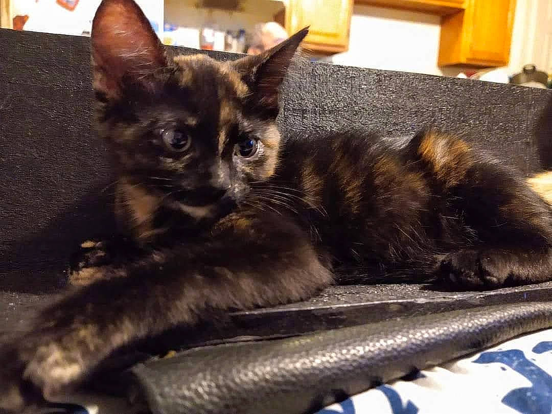 Qayilis is registered to the contest to win money with this photo: black_cat, carnivore, cat, chair, claw, comfort, domestic_short_haired_cat, felidae, flooring, fur, houseplant, paw, picture_frame, sitting, small_to_medium_sized_cats, tail, terrestrial_animal, whiskers, window