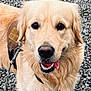 dog, golden_retriever, pet, animal, canine, close_up, outdoor, leash, harness, tongue_out, fur, friendly, happy, mammal, portrait, walking, gravel, cute, playful, companion