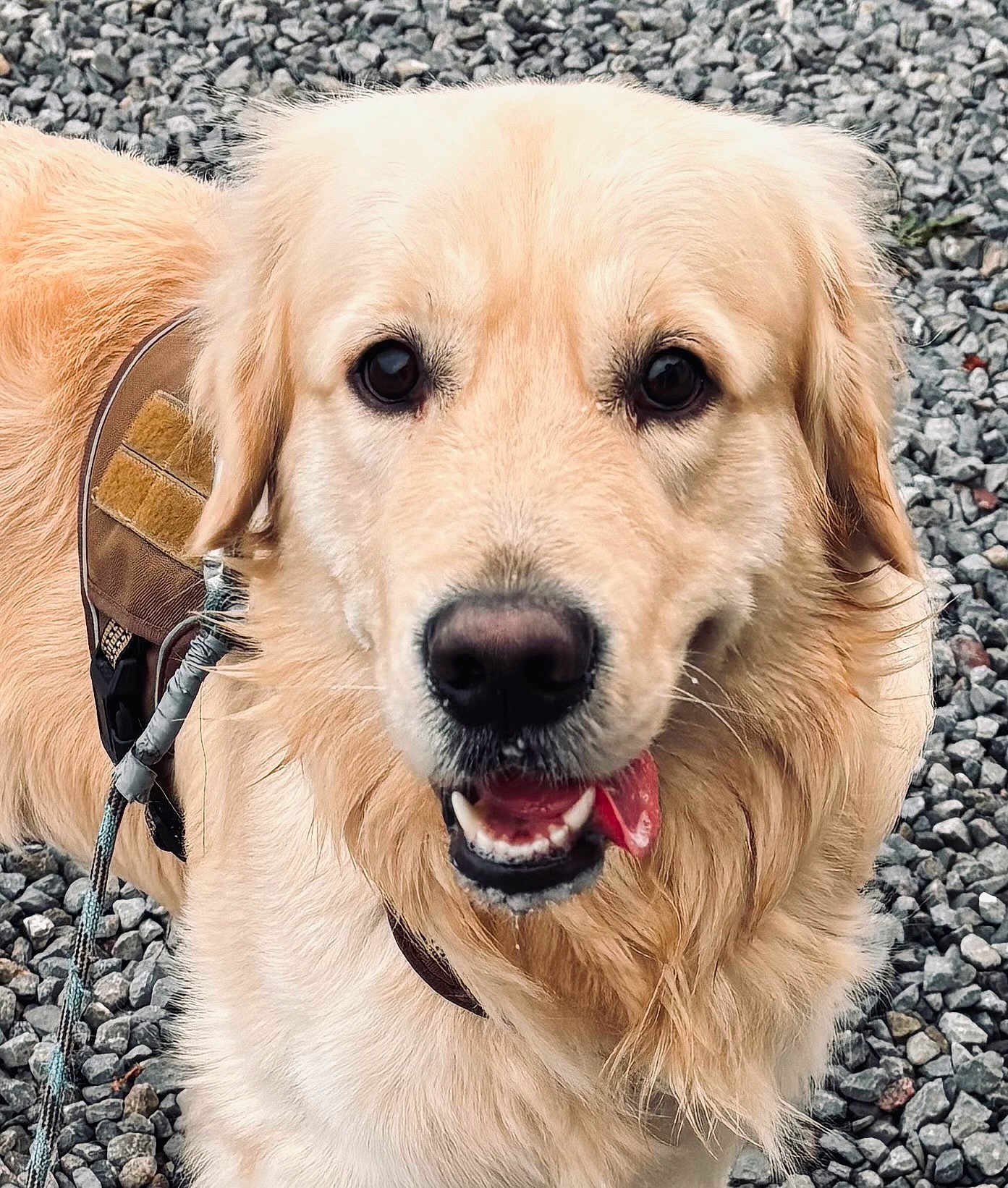 Ulys participe au concours pour gagner de l'argent avec cette photo : dog, golden_retriever, pet, animal, canine, close_up, outdoor, leash, harness, tongue_out, fur, friendly, happy, mammal, portrait, walking, gravel, cute, playful, companion