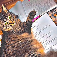 Princess Fiona is registered to the contest to win money with this photo: animal, cat, closeup, curious, cute, desk, fur, homework, indoor, notebook, orange_eyes, papers, paw, pen, pet, resting, striped_fur, study, tabby_cat, writing