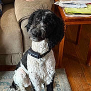Zoey joined the competition — help win amazing prizes! dog, curly_fur, black_and_white, pet, indoor, carpet, couch, person_arm, wooden_table, papers, box, floor, home, furniture, sitting, looking_up, collar, domestic_animal, curious, cozy
