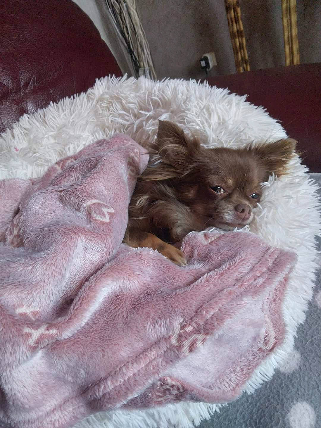 Tia a rejoint le concours — aidez-le/la à gagner de superbes lots ! bed, bedding, blanket, canidae, carnivore, comfort, companion_dog, dog, dog_breed, duvet, fawn, felidae, fur, linens, liver, nap, small_to_medium_sized_cats, sporting_group, toy_dog, working_animal