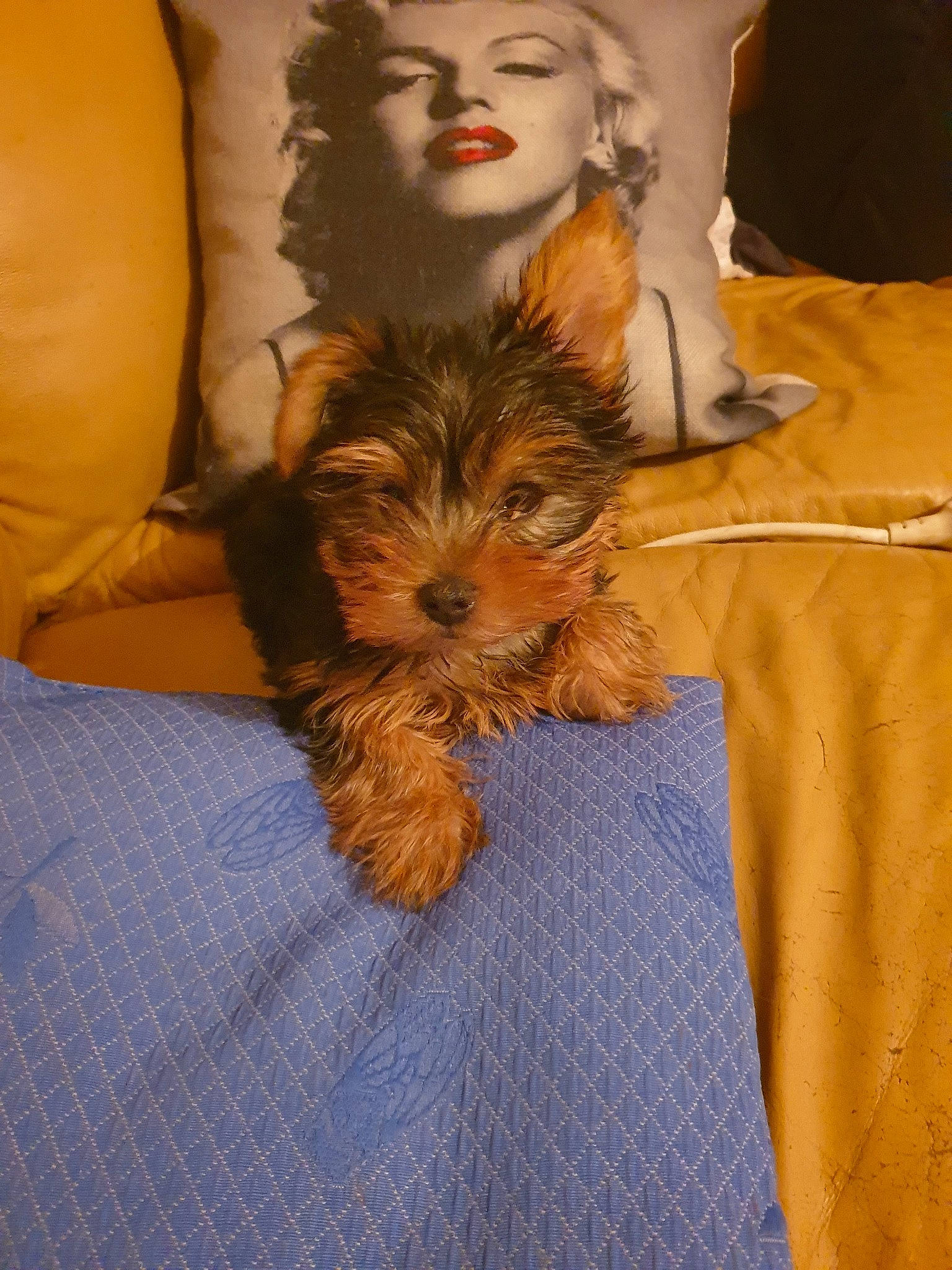 Pitchoune a rejoint le concours — aidez-le/la à gagner de superbes lots ! australian_silky_terrier, australian_terrier, biewer_terrier, cairn_terrier, canidae, carnivore, companion_dog, dog, dog_breed, maltepoo, mammal, morkie, norwich_terrier, person, puppy, schnoodle, small_terrier, terrier, vertebrate, yorkipoo