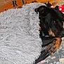 Harley is registered to the contest to win money with this photo: dog, blanket, bed, floral_pattern, cozy, resting, black_dog, brown_markings, indoor, fur, animal, pet, snuggled, comfort, sleepy, head, paw, relaxed, home, soft
