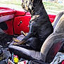 dog, black_dog, car_interior, car_seat, window, cigarette_pack, can, clutter, seat, door, sunlight, looking_out_window, pet, animal, indoor, old_car, dashboard, fabric_seat, leash, furniture