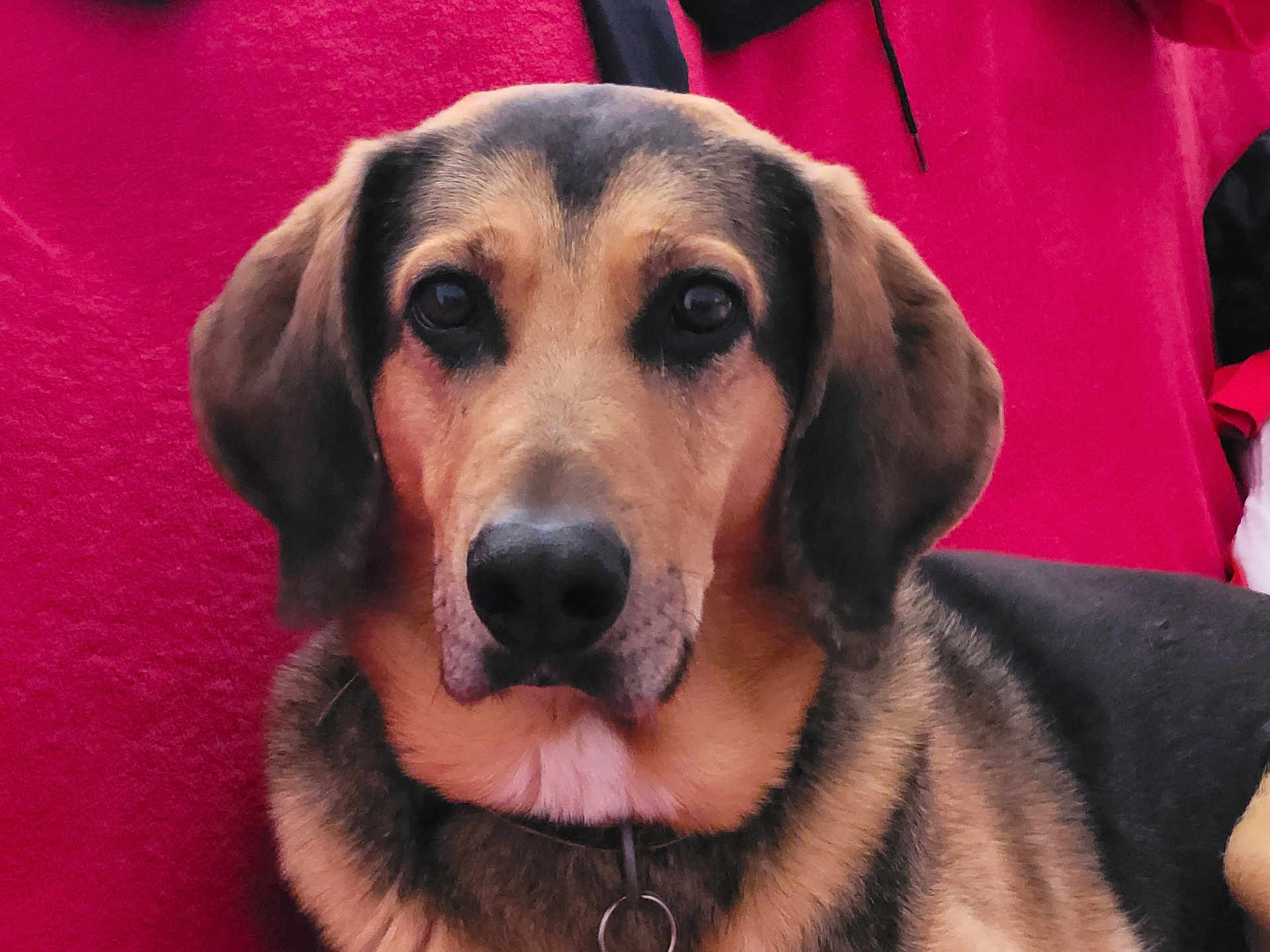 Jumper participe au concours pour gagner de l'argent avec cette photo : dog, close_up, pet, animal, canine, brown_fur, black_fur, ears, collar, portrait, indoors, looking_at_camera, face, fur_texture, domestic_animal, muzzle, nose, eyes, sitting, calm