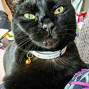 Willow Grace is registered to the contest to win money with this photo: black_cat, cat, pet, close_up, green_eyes, collar, bell, whiskers, indoor, feline, fur, animal, domestic_animal, face, looking, portrait, cute, household, closeup, focused