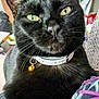 black_cat, cat, pet, close_up, green_eyes, collar, bell, whiskers, indoor, feline, fur, animal, domestic_animal, face, looking, portrait, cute, household, closeup, focused