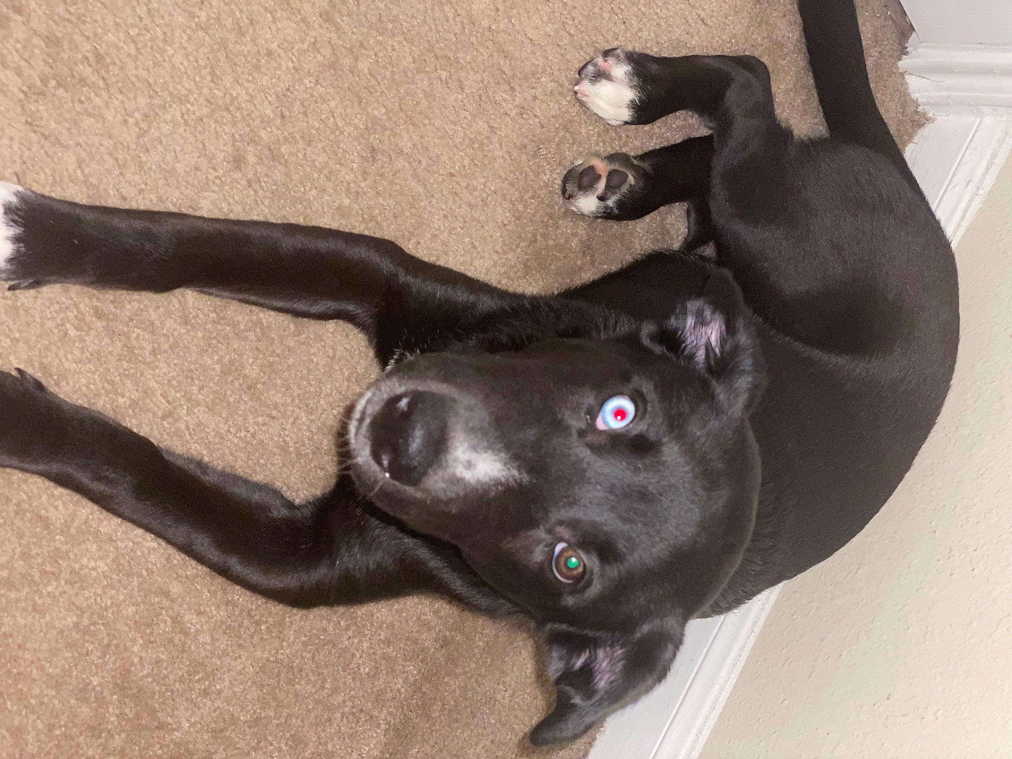 Boraa joined the competition — help win amazing prizes! black_cat, borador, canidae, carnivore, cat, dog_breed, felidae, lurcher, russian_blue, snout, sporting_group, tail