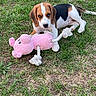 Zélie participe au concours pour gagner de l'argent avec cette photo : animal, backyard, beagle, black_and_white, brown_and_white, closeup, dog, face, floppy_ears, grass, lying_down, outdoor, pet, pink_toy, playful, plush_toy, portrait, puppy, rope_toy, sitting