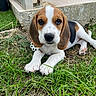 beagle, puppy, dog, grass, outdoor, pet, animal, ears, paws, face, brown, white, black, lying_down, cute, adorable, young, nature, garden, closeup