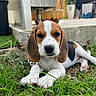 beagle, puppy, dog, grass, outdoor, pet, animal, fur, ears, face, nose, paws, nature, garden, plant, relaxing, young, cute, canine, laying