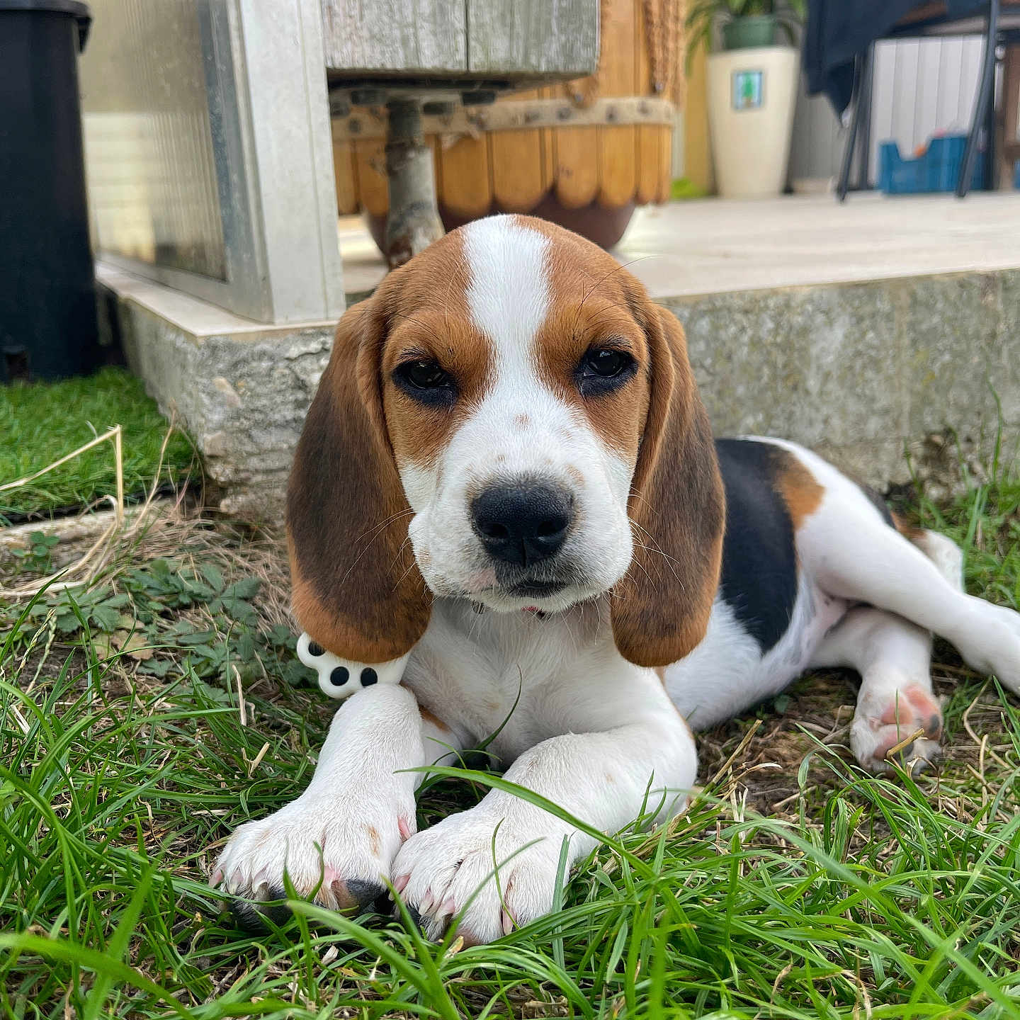 Zélie a rejoint le concours — aidez-le/la à gagner de superbes lots ! beagle, puppy, dog, grass, outdoor, pet, animal, fur, ears, face, nose, paws, nature, garden, plant, relaxing, young, cute, canine, laying