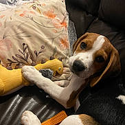Zélie participe au concours pour gagner de l'argent avec cette photo : animal, beagle, blanket, brown_and_white, chew_stick, chew_toy, cushion, cute, dinosaur_toy, dog, floral_pattern, home, indoors, leather_couch, lying_down, pet, portrait, puppy, sitting, toy