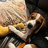 animal, beagle, blanket, brown_and_white, chew_stick, chew_toy, cushion, cute, dinosaur_toy, dog, floral_pattern, home, indoors, leather_couch, lying_down, pet, portrait, puppy, sitting, toy