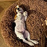 animal, beagle, belly_up, brown_and_white, collar, cozy, crossed_legs, cute, dog, dog_bed, floppy_ears, funny, indoor, pet, portrait, puppy, relaxed, shaggy_bed, sleeping, wood_floor