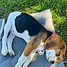 beagle, puppy, sleeping, dog, grass, outdoor, cushion, striped, pet, animal, relaxing, sunlight, nature, cute, young, resting, collar, brown, white, black