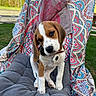 Zélie participe au concours pour gagner de l'argent avec cette photo : beagle, black_nose, blanket, brown_and_white, canine, chair, collar, cushion, cute, dog, floppy_ears, garden, grass, outdoor, patterned_fabric, pet, portrait, puppy, sitting, tag