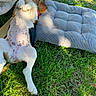 Zélie a rejoint le concours — aidez-le/la à gagner de superbes lots ! dog, grass, outdoor, sunlight, cushion, relaxed, pet, animal, nature, paw, brown, white, spotted, sleeping, resting, beagle, summer, shade, wood, collar