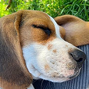 Zélie a rejoint le concours — aidez-le/la à gagner de superbes lots ! dog, sleeping, close_up, brown_fur, white_fur, black_nose, collar, tag, grass, outdoor, pet, canine, resting, peaceful, animal, fur, ears, snout, portrait, nature