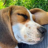 dog, sleeping, close_up, brown_fur, white_fur, black_nose, collar, tag, grass, outdoor, pet, canine, resting, peaceful, animal, fur, ears, snout, portrait, nature