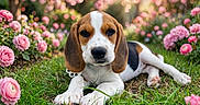Zélie a rejoint le concours — aidez-le/la à gagner de superbes lots ! animal, beagle, bokeh, collar, cute, dog, flowers, garden, grass, long_ears, lying_down, nature, outdoor, pet, pink_flowers, portrait, puppy, roses, sunlight, tricolor