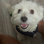 Chance is registered to the contest to win money with this photo: dog, white_dog, small_dog, pet, dog_face, happy, looking_up, tongue, teeth, black_nose, collar, harness, hardwood_floor, indoors, close_up, portrait, brown_eyes, fur, human_leg, cute