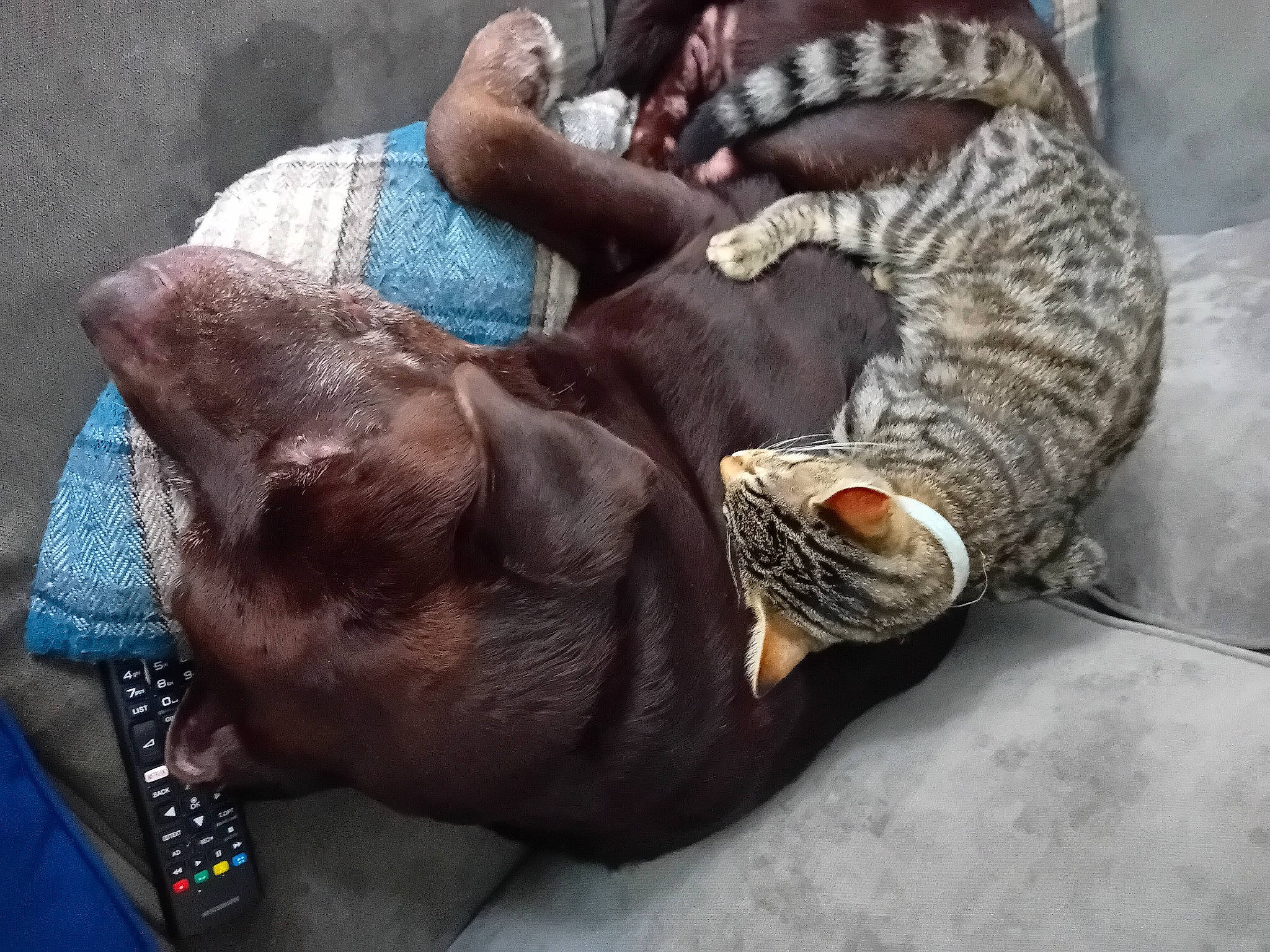 Tigger is registered to the contest to win money with this photo: canidae, carnivore, child, comfort, companion_dog, dog, dog_breed, domestic_short_haired_cat, fawn, felidae, fur, linens, liver, nap, small_to_medium_sized_cats, snout, sporting_group, tail, whiskers, working_animal