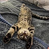 animal, bed, bedroom, blanket, cat, cozy, feline, indoor, lamp, lying_down, paws, pet, photography, pillow, relaxed, spotted_fur, stretched, tabby, upside_down, whiskers