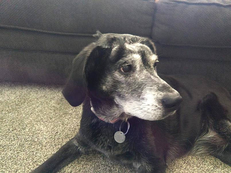 Bunny joined the competition — help win amazing prizes! beagador, canidae, carnivore, companion_dog, dog, dog_breed, ear, german_shorthaired_pointer, hunting_dog, labrador_retriever, mammal, plott_hound, pointer, rare_breed_dog, sporting_group, tail, vertebrate, weimaraner