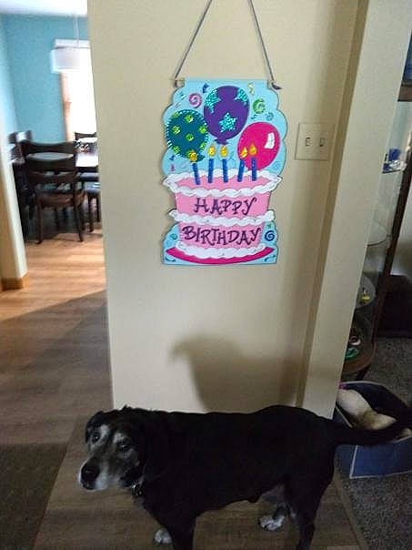 Bunny joined the competition — help win amazing prizes! canidae, dog, dog_breed, pug