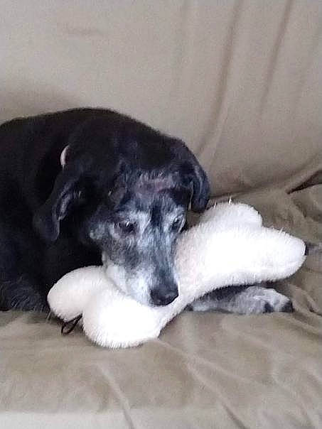 Bunny is registered to the contest to win money with this photo: border_collie, canidae, carnivore, companion_dog, dog, dog_breed, labrador_retriever, mammal, nose, puppy, sporting_group