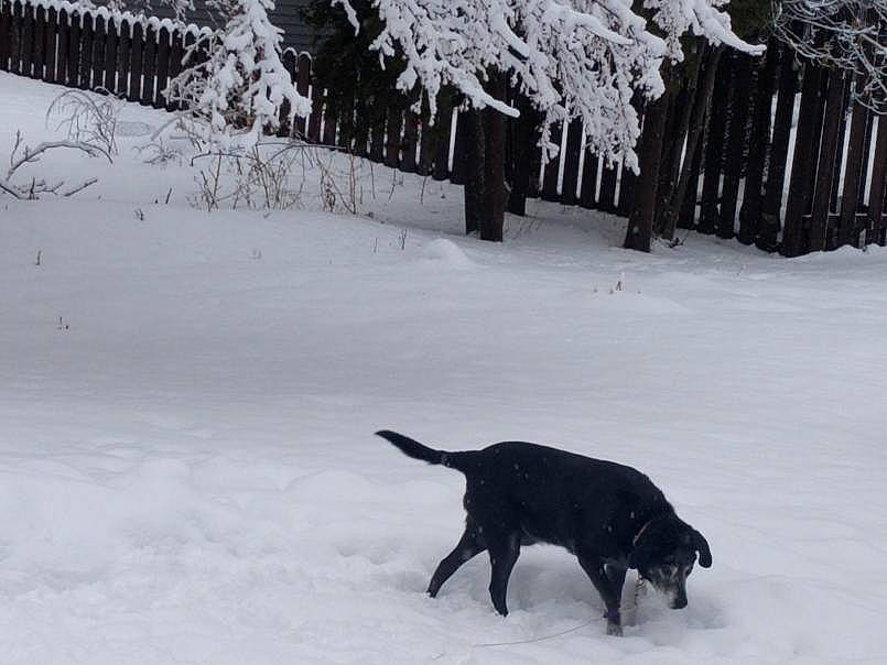 Bunny is registered to the contest to win money with this photo: canidae, carnivore, dog, dog_breed, flat_coated_retriever, labrador_retriever, retriever, snow, sporting_group, tail, tree, winter