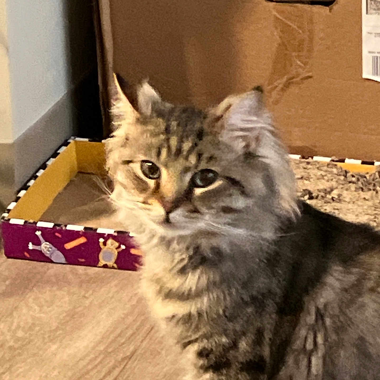 Henry joined the competition — help win amazing prizes! animal, box, cardboard, cat, closeup, curious, cute, domestic, ears, feline, floor, fur, household, indoor, looking, pet, scratcher, tabby, whiskers, young_cat