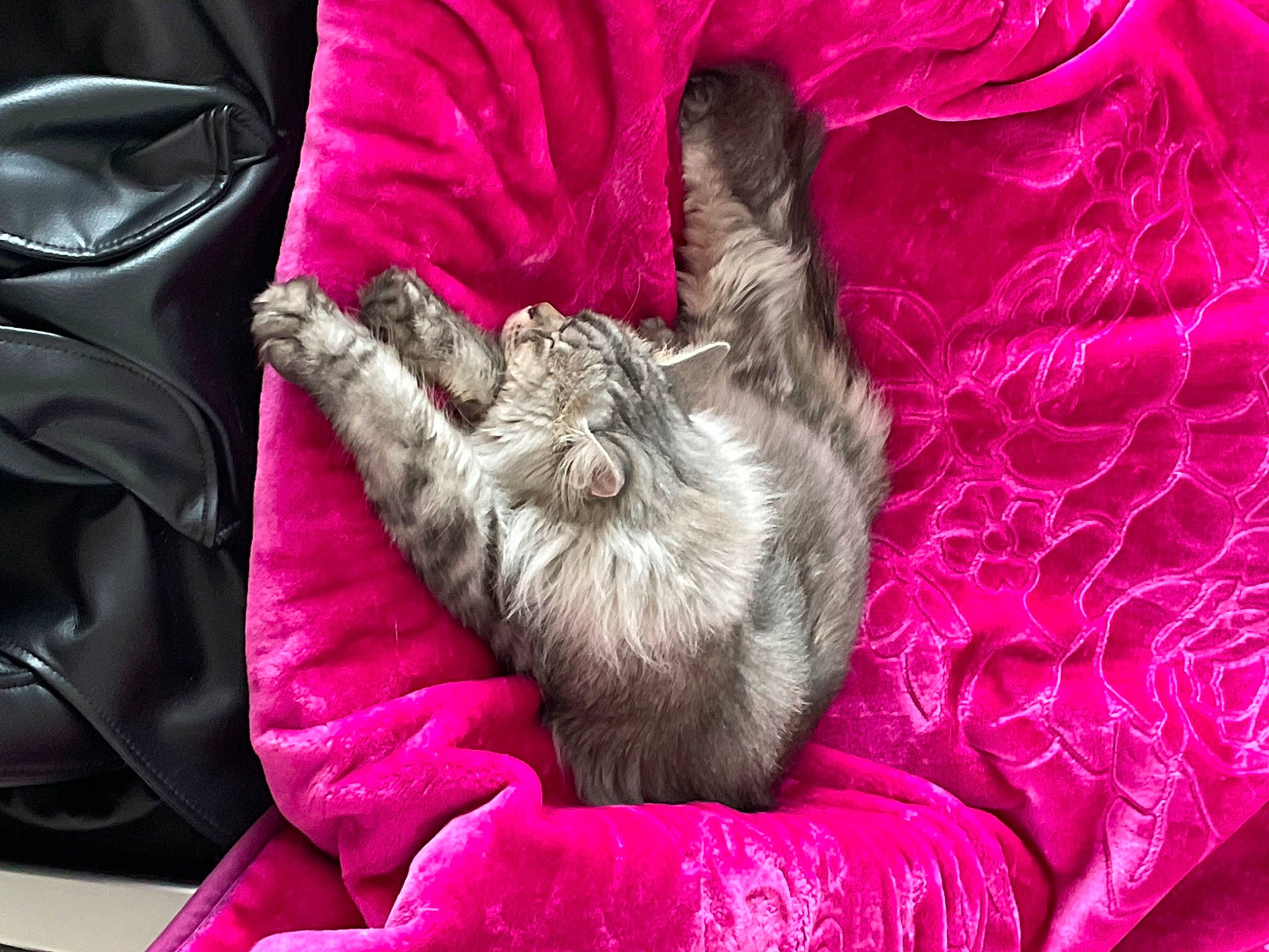 Ruben a rejoint le concours — aidez-le/la à gagner de superbes lots ! canidae, carmine, carnivore, comfort, companion_dog, dog, dog_breed, dog_supply, fawn, felidae, fur, linens, liver, magenta, pattern, paw, pink, purple, sporting_group, textile