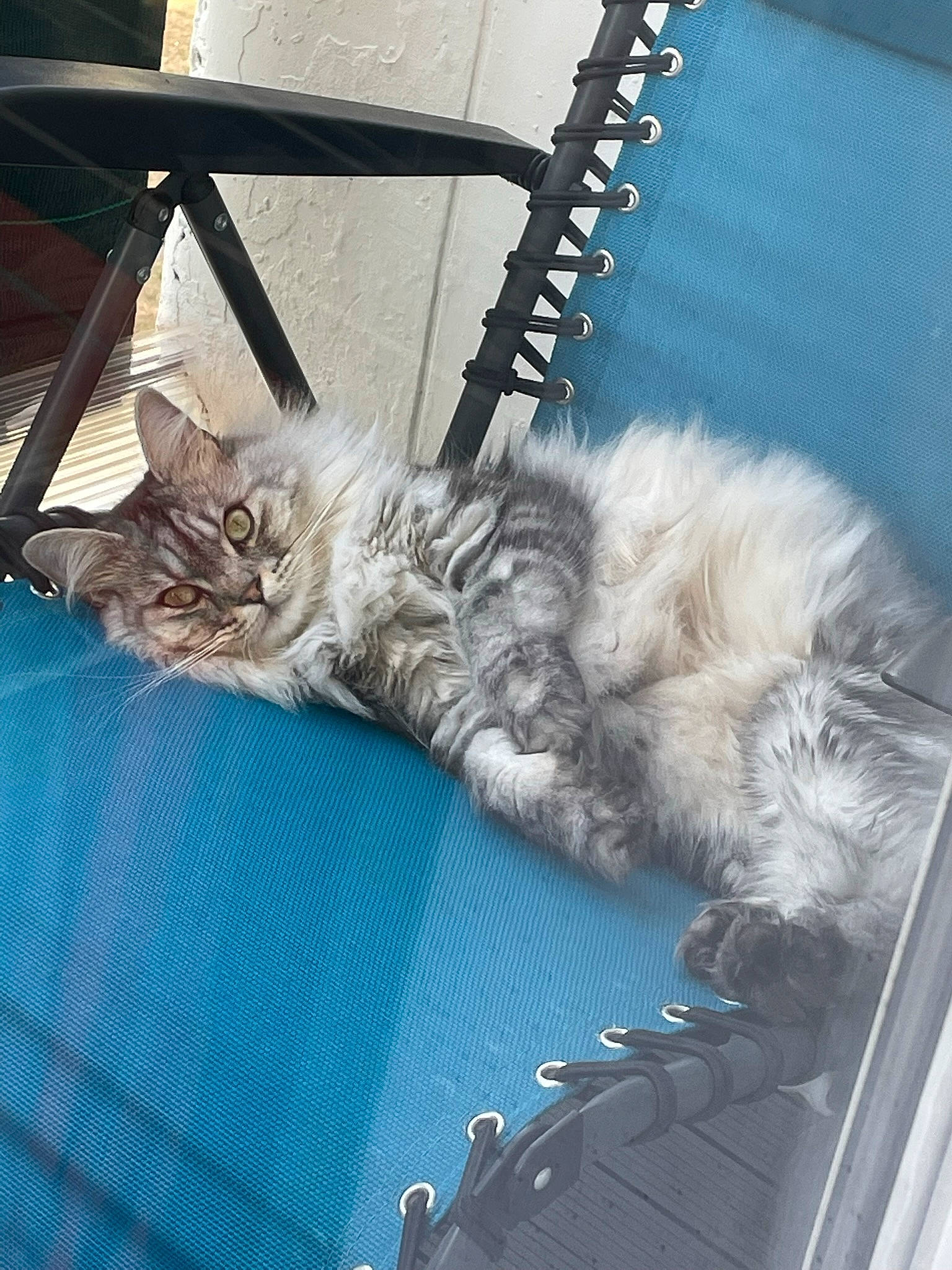 Ruben a rejoint le concours — aidez-le/la à gagner de superbes lots ! british_longhair, carnivore, cat, chair, claw, comfort, domestic_short_haired_cat, felidae, fur, mammal, paw, small_to_medium_sized_cats, tail, vertebrate, whiskers, wood