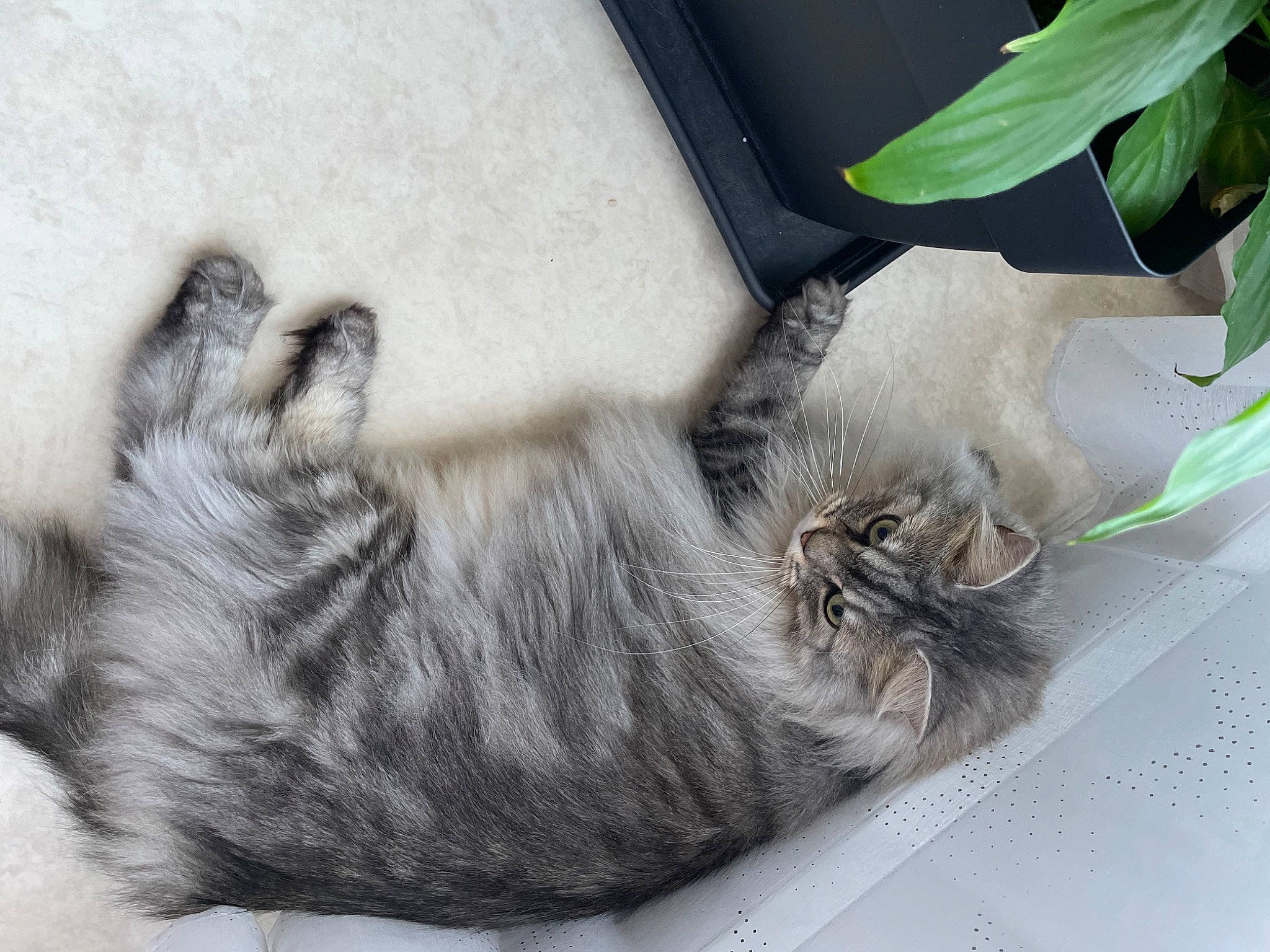 Ruben a rejoint le concours — aidez-le/la à gagner de superbes lots ! carnivore, cat, claw, comfort, dog_breed, domestic_short_haired_cat, fawn, felidae, fur, grey, mammal, nap, paw, plant, sleep, small_to_medium_sized_cats, snout, tail, whiskers