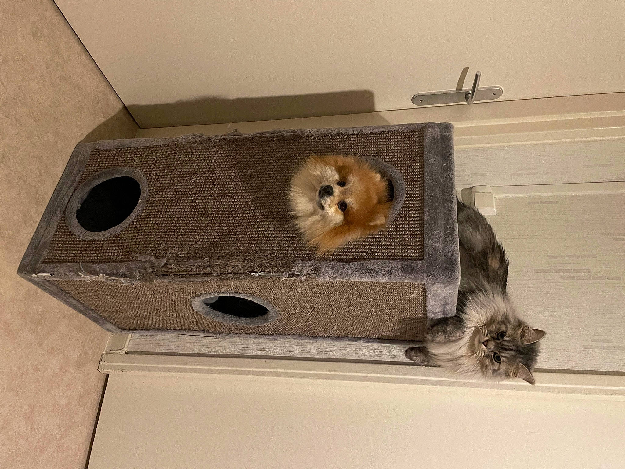 Ruben participe au concours pour gagner de l'argent avec cette photo : box, canidae, carnivore, fawn, felidae, fur, gas, hardwood, packing_materials, pet_supply, plywood, rectangle, rodent, room, shelving, shipping_box, small_to_medium_sized_cats, tail, whiskers, wood