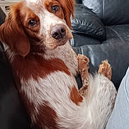 Viana a rejoint le concours — aidez-le/la à gagner de superbes lots ! animal, brown_and_white, comfort, companion, couch, cute, dog, domestic, ears, eyes, friendly, fur, home, indoor, leather, looking_back, nose, pet, relaxed, sitting