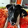 Sammy is registered to the contest to win money with this photo: dog, black_and_white, pet, blanket, orange, bedroom, indoor, close_up, happy, smiling, fur, animal, canine, lying_down, looking_at_camera, whiskers, ears, eyes, snout, home
