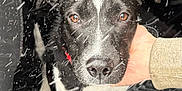 Sammy joined the competition — help win amazing prizes! dog, black_and_white, snow, hand, close_up, pet, animal, winter, outside, fur, face, ears, eyes, nose, collar, paw, snowflakes, portrait, looking_at_camera, canine