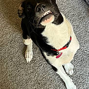 Sammy is registered to the contest to win money with this photo: dog, black_and_white, collar, pet, carpet, indoor, looking_up, teeth, cute, playful, animal, canine, red_collar, fur, paw, sitting, toy_box, home, friendly, portrait