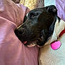 Sammy joined the competition — help win amazing prizes! dog, sleeping, black_and_white, collar, heart_shaped_tag, pink, blanket, cozy, close_up, resting, tongue_out, pet, domestic_animal, fur, cute, indoor, relaxed, snout, ear, bed