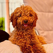 Coockie participe au concours pour gagner de l'argent avec cette photo : dog, curly_hair, reddish_brown, pet, cute, tongue_out, cushion, indoor, relaxed, fluffy, animal, portrait, fur, companion, friendly, domestic_animal, resting, closeup, smiling, canine
