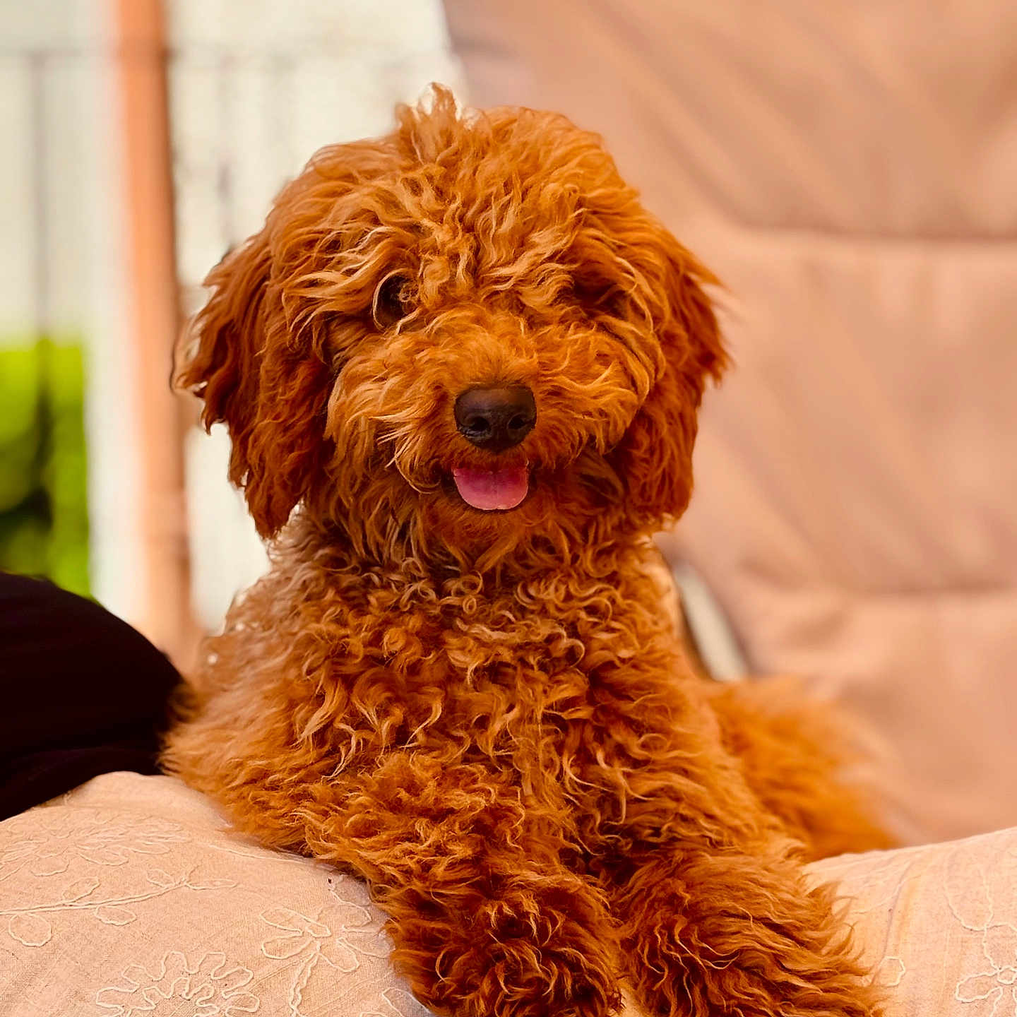 Coockie participe au concours pour gagner de l'argent avec cette photo : dog, curly_hair, reddish_brown, pet, cute, tongue_out, cushion, indoor, relaxed, fluffy, animal, portrait, fur, companion, friendly, domestic_animal, resting, closeup, smiling, canine